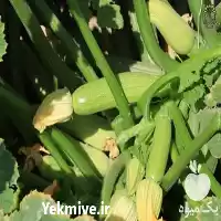 فروش بذر کدو هیبرید اسما کلوز در اهواز در گروه خرید و فروش بذر کدو در یکمیوه