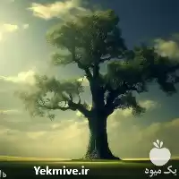 نهال بنه صنوبر به صورت تخصصی در کرج در گروه خرید و فروش نهال بنه در یکمیوه