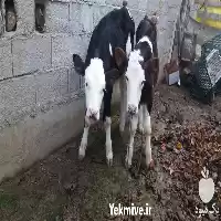 خرید فروش انواع دام گوساله سیمینتال در سمنان در گروه گاو و گوسفند و میش و بز کهره گوساله در یکمیوه