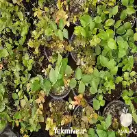 قیمت خرید نهال بلوبری میوه دار در مشهد در گروه خرید و فروش نهال بلوبری در یکمیوه