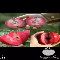 فروش درخت و نهال سیب تو سرخ ترش در ساری در گروه خرید و فروش نهال میوه در یکمیوه