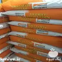 قیمت خرید بذرذرت امریکن ژنتیک در اصفهان در گروه خرید و فروش بذر ذرت در یکمیوه