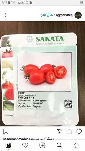 فروش بذر گوجه فرنگی ساکاتا sakata در اهواز در گروه خرید و فروش بذر گوجه در یکمیوه -عکس1