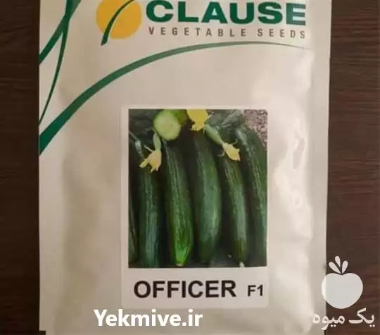 فروش بذر خیار افیسر کلوز پرحجم در ارومیه در گروه خرید و فروش بذر خیار در یکمیوه -عکس1