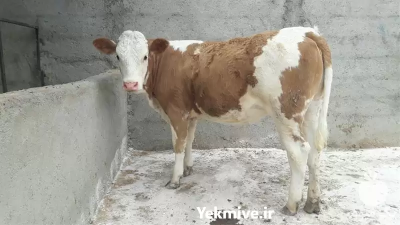 قیمت خرید گوساله در گروه گاو و گوسفند و میش و بز کهره گوساله در یکمیوه -عکس1