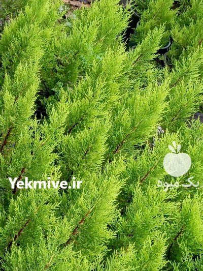 کاج لاوسون کاج لاوسون در گروه خرید و فروش و قیمت کاج در یکمیوه -عکس1