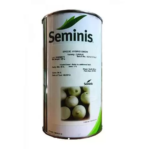 فروش بذر پیاز سیروس در مشهد در گروه خرید و فروش بذر پیاز در یکمیوه -عکس1