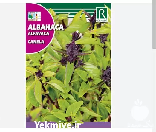 فروش بذر ریحان دارچینی در ارومیه در گروه خرید و فروش بذر سبزی در یکمیوه -عکس1