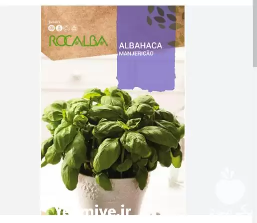 فروش بذر ریحان سبز ایتالیایی در گروه خرید و فروش بذر سبزی در یکمیوه -عکس1