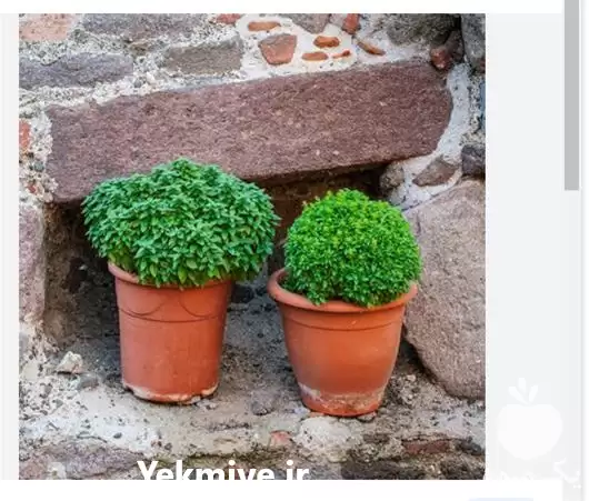 قیمت خرید بذر ریحان کوتاه یونانی در گروه خرید و فروش بذر سبزی در یکمیوه -عکس1