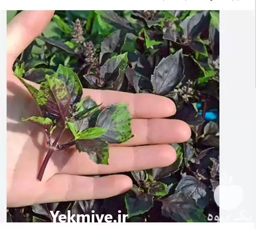 فروش بذر ریحان اوپال در ارومیه در گروه خرید و فروش بذر سبزی در یکمیوه -عکس1