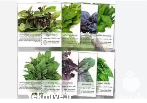 فروش انواع بذر ریحان در ارومیه در گروه خرید و فروش بذر سبزی در یکمیوه -عکس1
