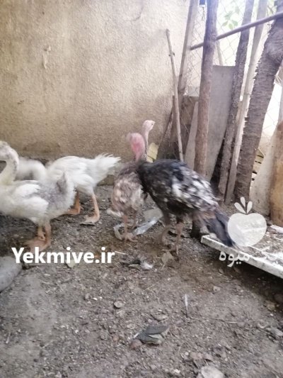 فروش جوجه قوغاز سفید در کوهسار در گروه مرغ و خروس و بوقلمون و اردک قو قاز در یکمیوه -عکس1