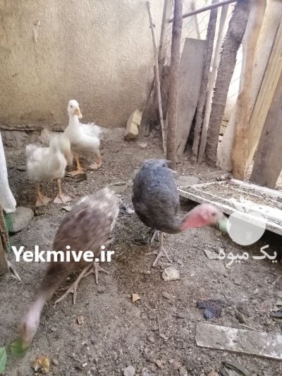 فروش جوجه قوغاز سفید در کوهسار در گروه مرغ و خروس و بوقلمون و اردک قو قاز در یکمیوه -عکس2