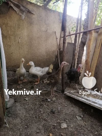 فروش جوجه قوغاز سفید در کوهسار در گروه مرغ و خروس و بوقلمون و اردک قو قاز در یکمیوه -عکس3