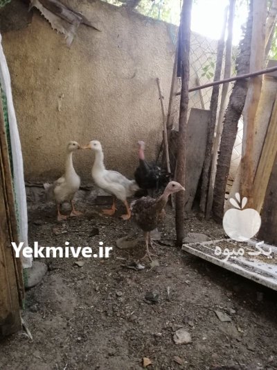 فروش جوجه قوغاز سفید در کوهسار در گروه مرغ و خروس و بوقلمون و اردک قو قاز در یکمیوه -عکس4