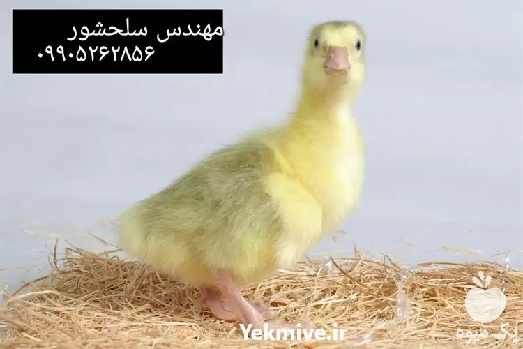 فروش جوجه غاز در کرمان  در گروه مرغ و خروس و بوقلمون و اردک قو قاز در یکمیوه -عکس1