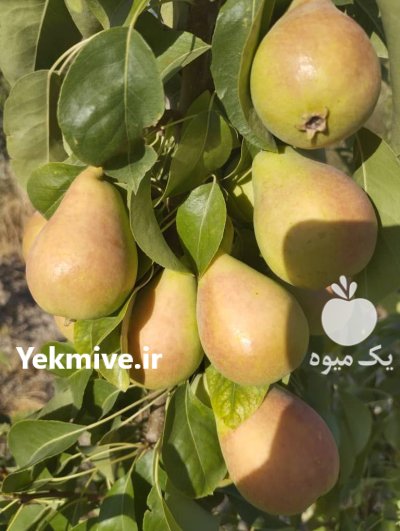 فروش گلابی سر درختی یا جعبه در مرودشت در گروه خرید و فروش گلابی در یکمیوه -عکس1
