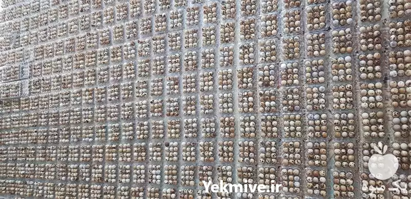 فروش تخم بلدرچین خوراکی در اصفهان در گروه انواع تخم ها در یکمیوه -عکس1