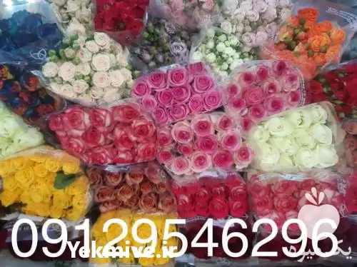 قیمت خرید گل رز در گروه خرید و فروش گیاهان زینتی در یکمیوه -عکس1