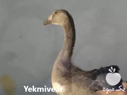 قیمت خرید اردک غاز در تهران در گروه مرغ و خروس و بوقلمون و اردک قو قاز در یکمیوه -عکس1