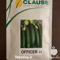 فروش بذر خیار افیسر کلوز پرحجم در ارومیه در گروه خرید و فروش بذر خیار در یکمیوه