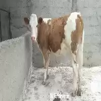 قیمت خرید گوساله در گروه گاو و گوسفند و میش و بز کهره گوساله در یکمیوه