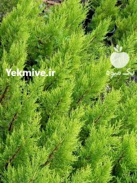 کاج لاوسون کاج لاوسون در گروه خرید و فروش و قیمت کاج در یکمیوه