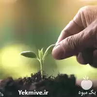 تولید فروش قلمه یا تبریزی در ارومیه در گروه خرید و فروش نهال شناسنامه دار در یکمیوه