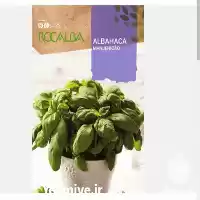 فروش بذر ریحان سبز ایتالیایی در گروه خرید و فروش بذر سبزی در یکمیوه