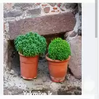 قیمت خرید بذر ریحان کوتاه یونانی در گروه خرید و فروش بذر سبزی در یکمیوه