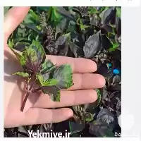 فروش بذر ریحان اوپال در ارومیه در گروه خرید و فروش بذر سبزی در یکمیوه