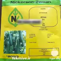 فروش بذر خیار گلخانه ای کیهان در بوشهر در گروه خرید و فروش بذر خیار در یکمیوه