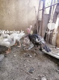 فروش جوجه قوغاز سفید در کوهسار در گروه مرغ و خروس و بوقلمون و اردک قو قاز در یکمیوه