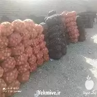 قیمت خرید پیاز قرمز اعلا بذر در تبریز در گروه خرید و فروش بذر پیاز در یکمیوه