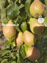 فروش گلابی سر درختی یا جعبه در مرودشت در گروه خرید و فروش گلابی در یکمیوه