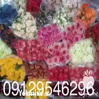 قیمت خرید گل رز در گروه خرید و فروش گیاهان زینتی در یکمیوه