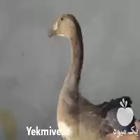 قیمت خرید اردک غاز در تهران در گروه مرغ و خروس و بوقلمون و اردک قو قاز در یکمیوه