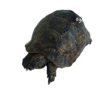 آگهی مشابه لاکپشت خاکی لاکپشت خاکی در کرج در البرز در گروه حیوانات خانگی در یکمیوه