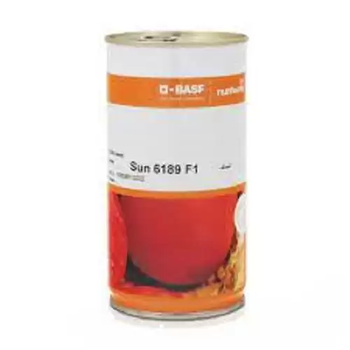 قیمت خرید بذر گوجه فرنگی سانسید در گروه خرید و فروش بذر گوجه در یکمیوه -عکس1