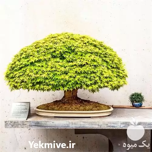 آموزش جامع پرورش درختان مینیاتوری زینتی در گروه دوره آموزش کشاورزی در یکمیوه -عکس1