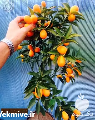 قیمت خرید نهال کامکوات در تهران در گروه خرید و فروش نهال میوه در یکمیوه -عکس1