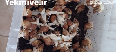 فروش حلزون در رشت در گروه انواع محصولات شیلات در یکمیوه -عکس1