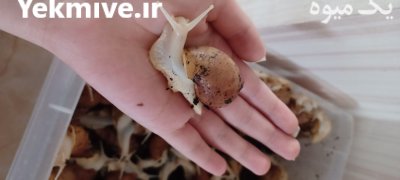 فروش حلزون در رشت در گروه انواع محصولات شیلات در یکمیوه -عکس2