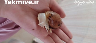 فروش حلزون در رشت در گروه انواع محصولات شیلات در یکمیوه -عکس3