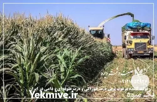 فروش ذرت علوفه ای دانه دار در کرمانشاه در گروه خوراک دام و طیور در یکمیوه -عکس1