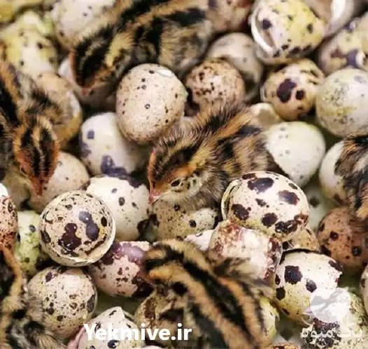 قیمت خرید جوجه بلدرچین در اصفهان در گروه مرغ و خروس و بوقلمون و اردک قو قاز در یکمیوه -عکس1