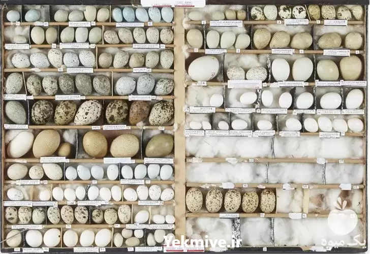 فروش تخم غاز با بسته بندی در شیراز در گروه انواع تخم ها در یکمیوه -عکس1