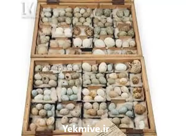 فروش تخم شترمرغ در دو نژاد در گروه انواع تخم ها در یکمیوه -عکس1