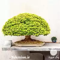 آموزش جامع پرورش درختان مینیاتوری زینتی در گروه دوره آموزش کشاورزی در یکمیوه